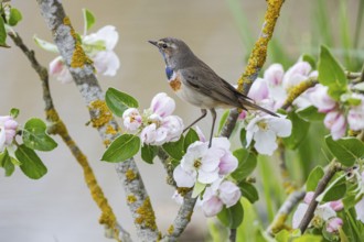 Bluethroat (Luscinia svecica cyanecula) ml Germany