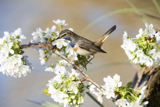 Bluethroat (Luscinia svecica cyanecula) ml Germany