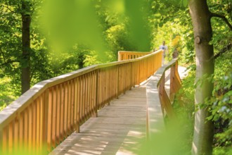 A wooden path winds through a green forest in bright daylight, Panorama Holzsteg, Calw, Black