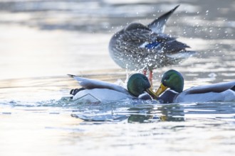 Mallard (Anas platyrhynchos) Germany
