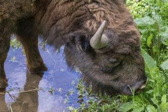 Bison (Bison) in a stream, wildlife park, Bavaria, Germany, Europe