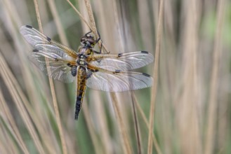 Four-spotted dragonfly (Libellula quadrimaculata), Emsland, Lower Saxony, Germany, Europe