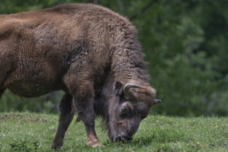 Bison (Bison), game park, Bavaria, Germany, Europe