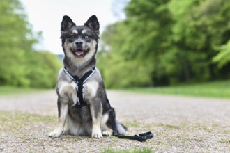Cute French Bulldog x Siberian Husky dog mix with Y shaped harness