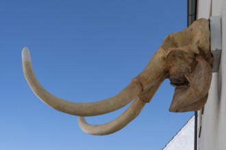 Mammoth skull on a house, Gößweinstein, Upper Franconia, Bavaria, Germany, Europe
