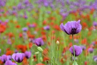 Field with poppies, red poppy (Papaver somniferum) and pink poppy, Bavaria, Germany, Europe