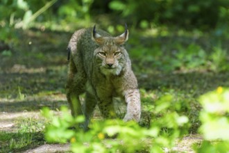 A lynx in the shade of a forest, alert and crouched. The surroundings are green and full of plants,