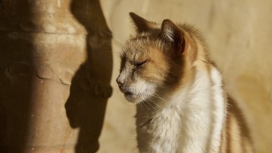 Close-up of a red and white cat sitting relaxed in the sun with its eyes closed, Symi Town, Symi,