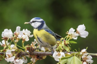 Blue tit (Parus caeruleus) sitting on a flowering branch in spring with food in its beak,