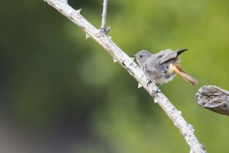Black redstart (Phoenicurus ochruros) Germany