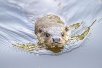 Eurasian otter (Lutra lutra) swimming in the water, Hesse, Germany, Europe