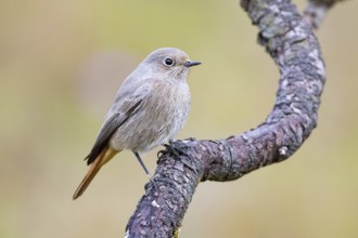 Black redstart (Phoenicurus ochruros) Germany