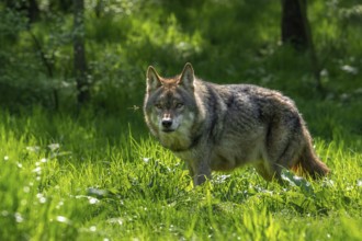 Curious Eurasian wolf, European grey wolf (Canis lupus lupus) looking at crane fly in grassland at
