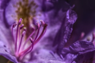 Macro photograph of a purple flower, rhododendron with clearly visible stamens, Siegen