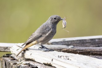 Black redstart (Phoenicurus ochruros) Germany