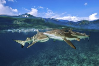 Half-and-half shot half and half shot split shot of group of blacktip reef sharks (Carcharhinus