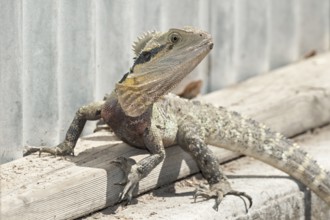 Australian Eastern water dragon (Physignathus lesueurii), Brisbane, Queensland, Australia, Oceania