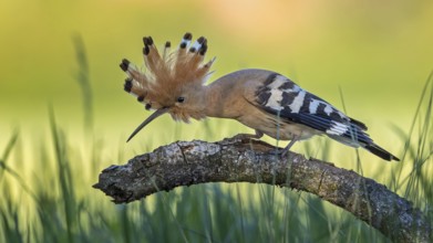 Hoopoe (Upupa epops) Bird of the Year 2022, sunrise, portrait, raised bonnet, female on branch,