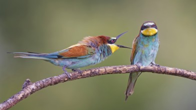 Bee-eater (Merops apiaster) pair, interaction, male, female, breeding, courtship, Middle Elbe River