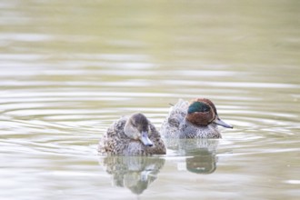 Teal (Anas crecca) Pair Germany