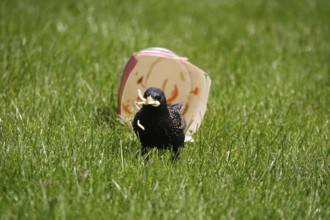 Star with fast food in a meadow, Germany, Europe