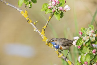 Bluethroat (Luscinia svecica cyanecula) ml Germany