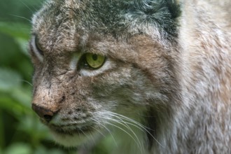 Eurasian lynx (Lynx lynx), close up, wildlife park, Bavaria, Germany, Europe