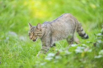 European wildcat (Felis silvestris silvestris) on a meadow, Hesse, Germany, Europe
