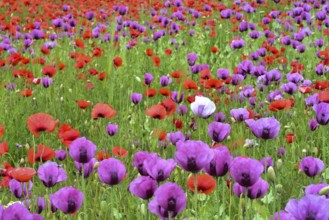 Field with poppies, red poppy (Papaver somniferum) and pink poppy, Bavaria, Germany, Europe