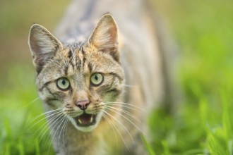 European wildcat (Felis silvestris silvestris), portrait, Hesse, Germany, Europe
