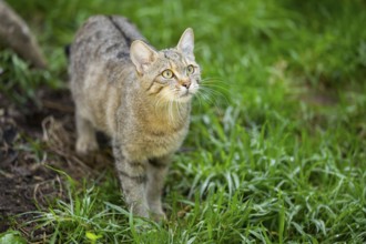 European wildcat (Felis silvestris silvestris) on a meadow, Hesse, Germany, Europe