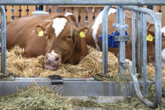 Dairy cow Swiss Fleckvieh