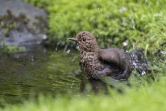 Blackbird (Turdus merula), bathing, Emsland, Lower Saxony, Germany, Europe