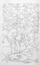 Tuberous pea, ground acorn, field nut (Lathyrus tuberosus), woodcut by Leonhart Fuchs, from New