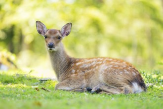 Sika deer (Cervus nippon) youngster on a meadow, Bavaria, Germany, Europe