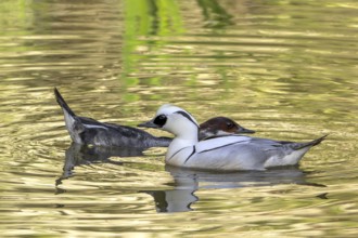 Smew (Mergellus albellus, Mergus albellus) male and female swimming in pond in spring
