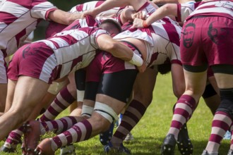 Rugby 1st Bundesliga South/West, Season 2024/25, Matchday 14: SC Neuenheim vs RSV Köln***Scrum. In