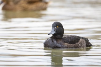 Tufted Duck (Aythya fuligula) wbl Germany