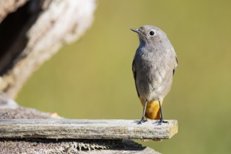 Black redstart (Phoenicurus ochruros) Germany