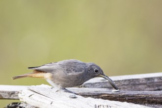 Black redstart (Phoenicurus ochruros) Germany