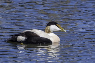 Common eider duck (Somateria mollissima) male, drake in breeding plumage swimming along the North