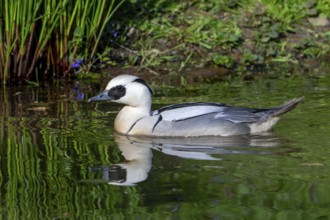 Smew (Mergellus albellus, Mergus albellus) male swimming in pond in spring