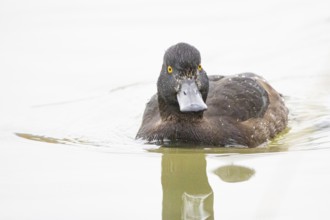 Tufted Duck (Aythya fuligula) wbl Germany
