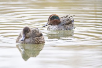 Teal (Anas crecca) Pair Germany