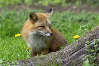 Red fox (Vulpes vulpes) looking at dandelion flower in grassland, meadow at edge of forest