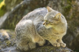 European wildcat (Felis silvestris silvestris) on rock, Hesse, Germany, Europe