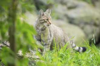 European wildcat (Felis silvestris silvestris) on a meadow, Hesse, Germany, Europe