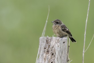 Juvenile stonechat (Saxicola rubicola), Emsland, Lower Saxony, Germany, Europe