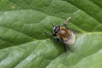 Daffodil hoverfly (Merodon equestris), Emsland, Lower Saxony, Germany, Europe