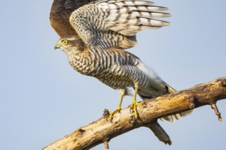 Sparrowhawk (Accipiter nisus) Germany